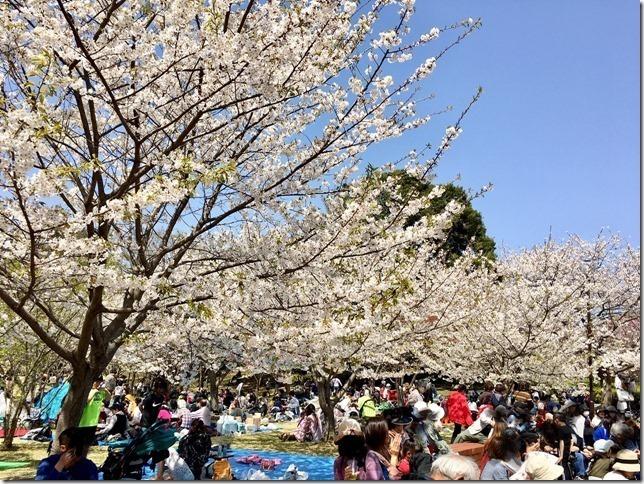 桜の下に大勢の方で賑やかになる会場の写真